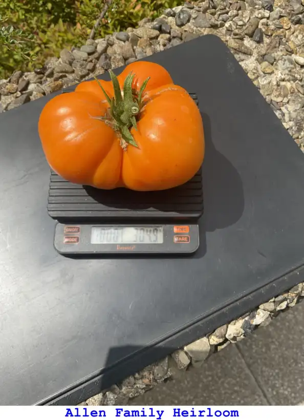 Tomaten: Allen Family Heirloom