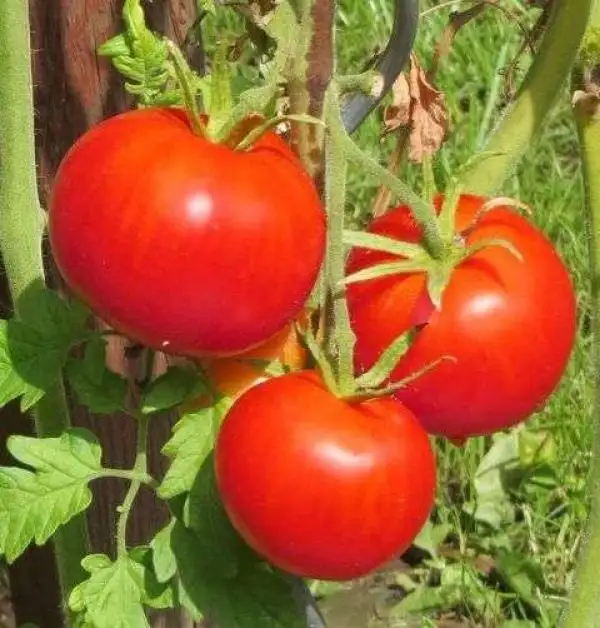Tomaten: Allerbest