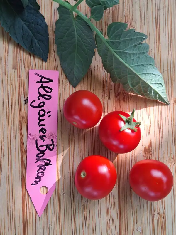 Tomaten: Allgäuer Balkon - Zwergtomate