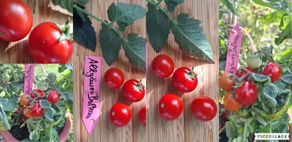 Tomaten: Allgäuer Balkon - Zwergtomate