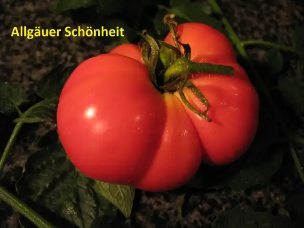 Tomaten: Allgäuer Schönheit