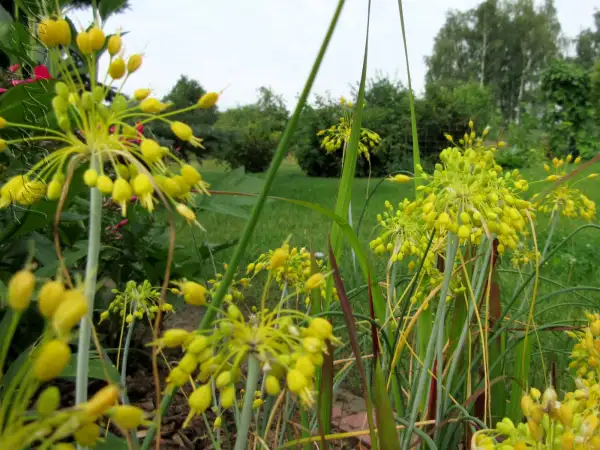 Zwiebeln: Allium flavum - Gelber Lauch - Small yellow onion