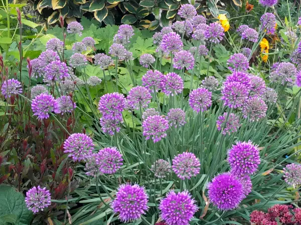 Blumen: Allium senescens - Berglauch - Ornamental Allium
