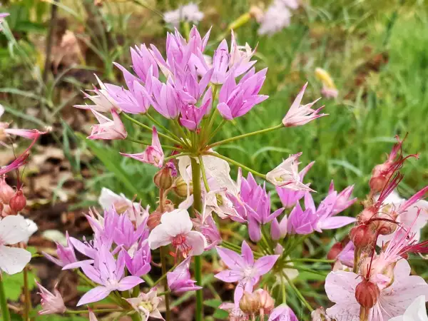 Zwiebeln: Allium unifolium 