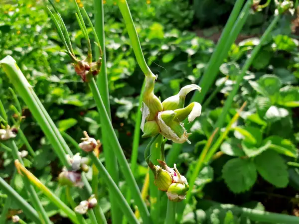 Zwiebeln: Allium x proliferum - Etagenzwiebel Tree Onion - Walking Onions