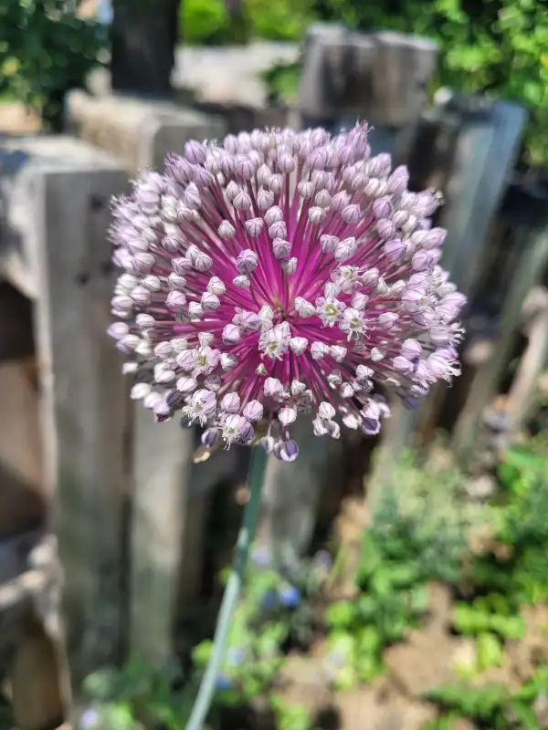 Zwiebeln: Allium-Zierlauch