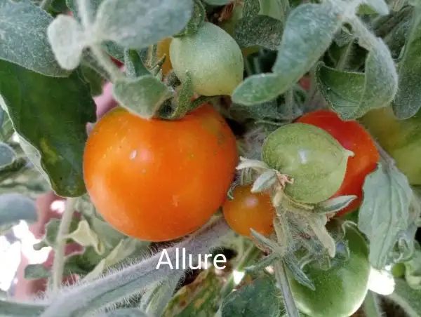 Tomaten: Allure