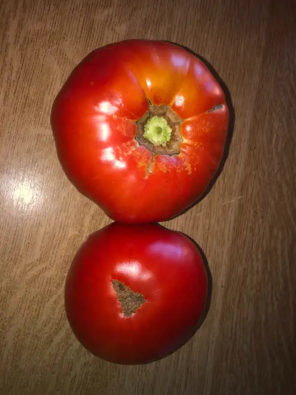 Tomaten: Almajane de La Neta