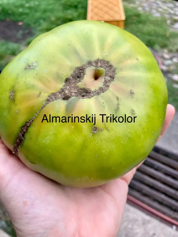 Tomaten: Almantinskij trikolor