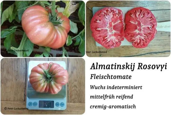 Tomaten: Almatinskij Rosovyi
