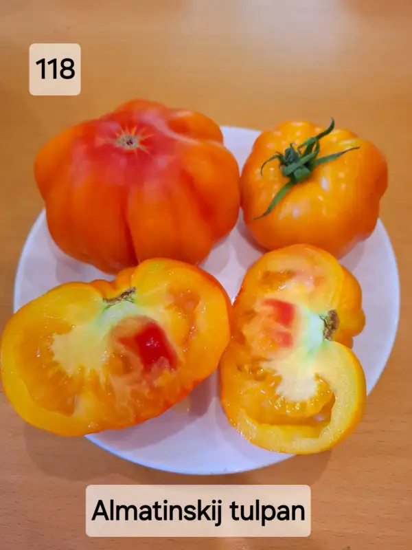 Tomaten: Almatinskij tulip