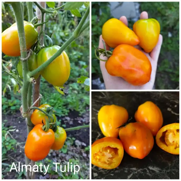 Tomaten: Almaty Tulip