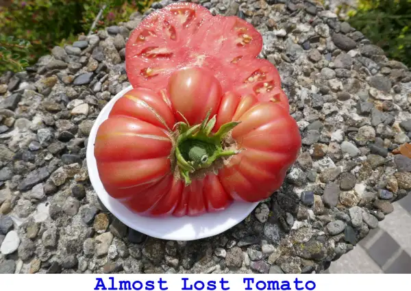 Tomaten: Almost Lost Tomato