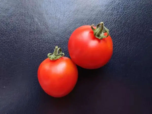 Tomaten: Almut