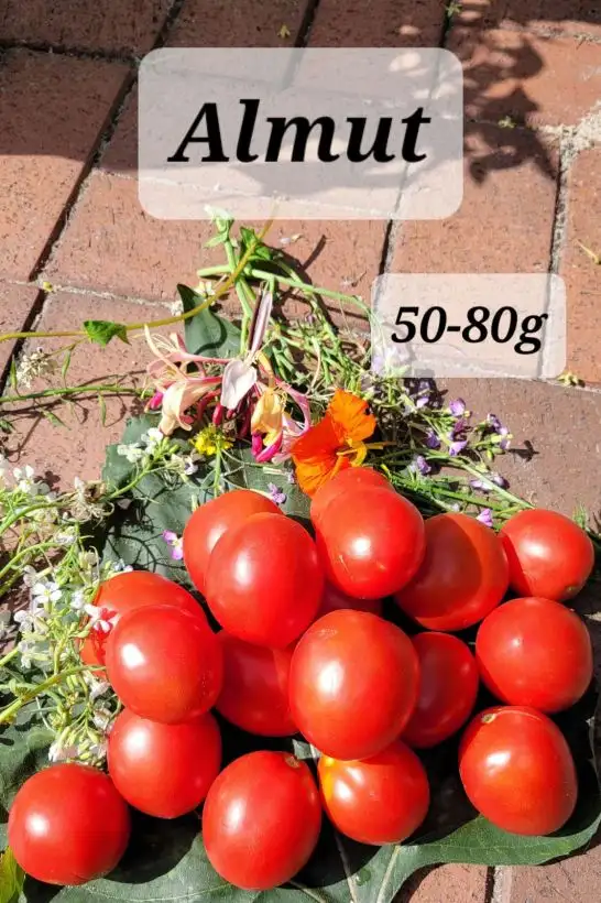 Tomaten: Almut