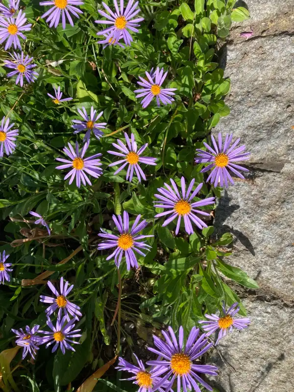 Blumen: Alpenaster himmelblau