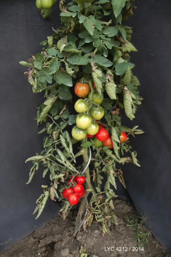 Tomaten: Alston`s Everlasting