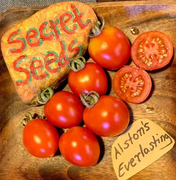 Tomaten: Alstons Everlasting