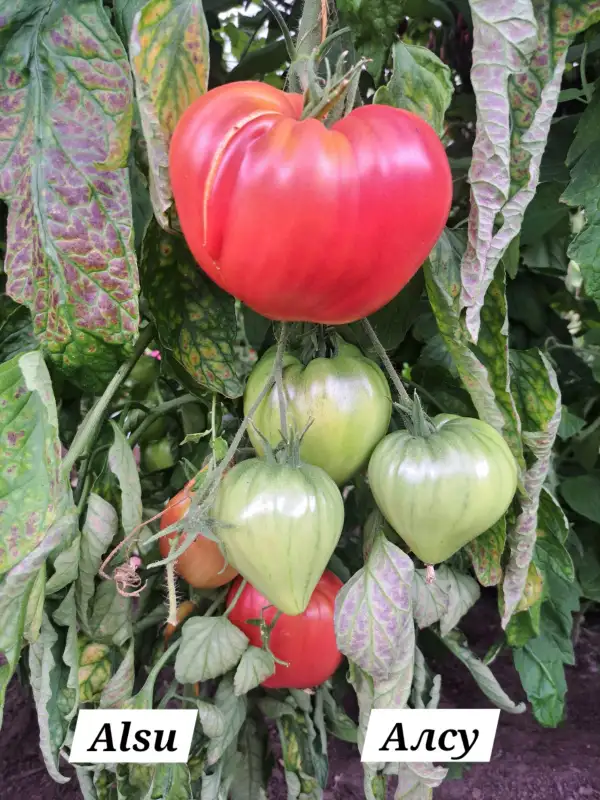 Tomaten: Alsu