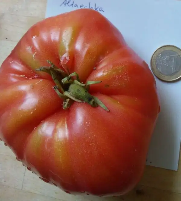 Tomaten: Altaechka (2021)