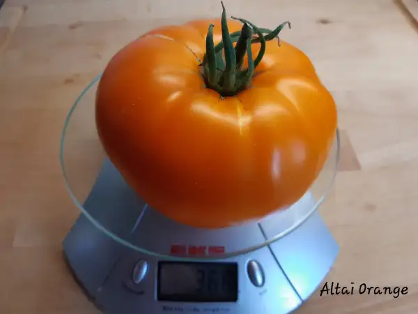 Tomaten: Altai Orange