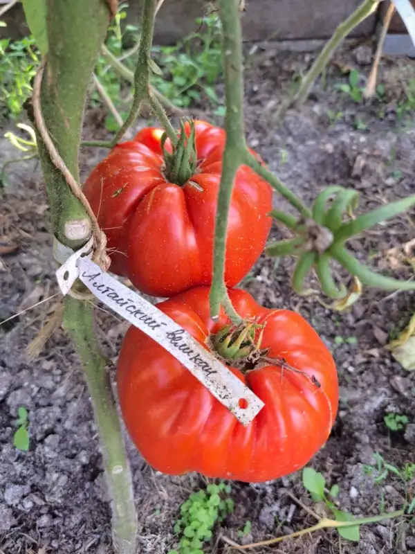 Tomaten: Altai Riese