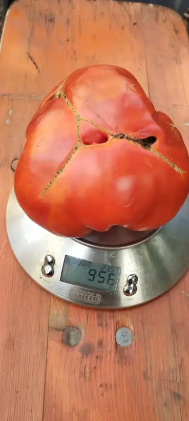 Tomaten: Altairiese