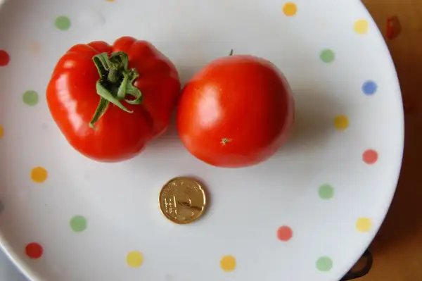 Tomaten: Altaische Rote