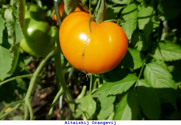 Tomaten: Altaiskij Orangevij