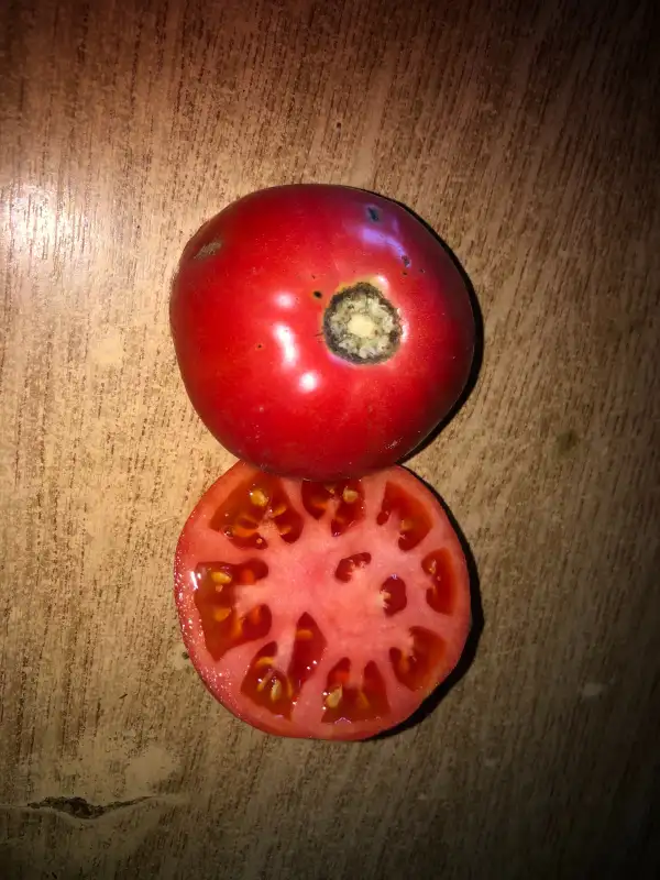 Tomaten: Altaiskiy Rozovyi