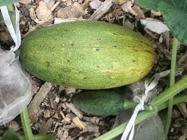 Gurken: Alte Deutsche