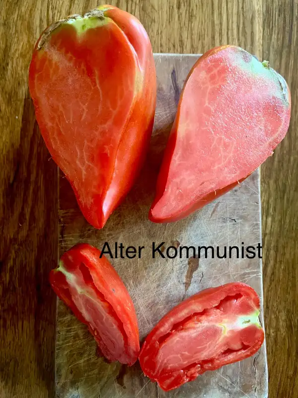 Tomaten: Alter Kommunist