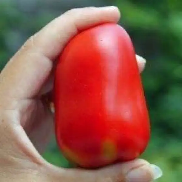 Tomaten: Alter Kommunist