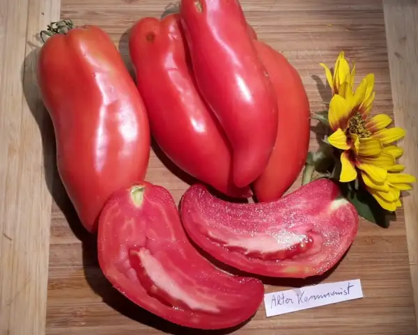 Tomaten: Alter Kommunist