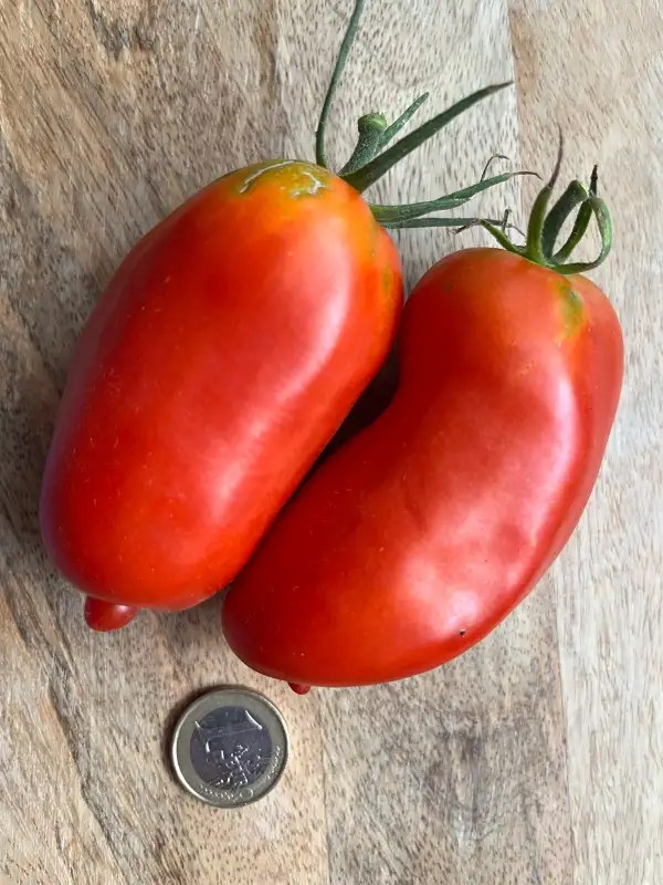Tomaten: Alter Kommunist