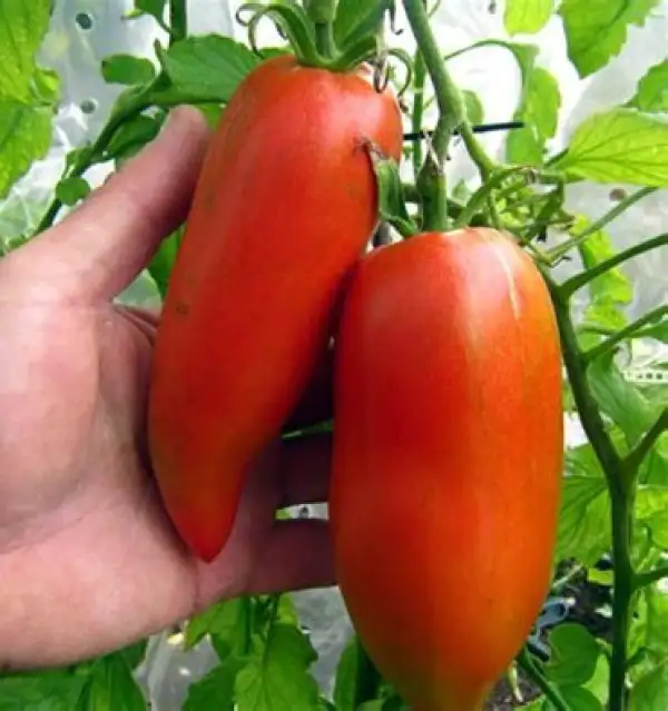 Tomaten: Alter Kommunist