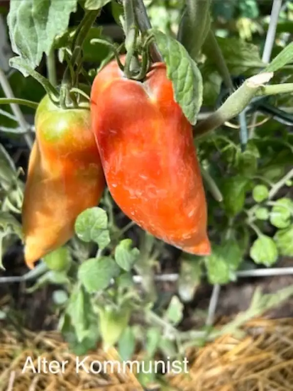 Tomaten: Alter Kommunist