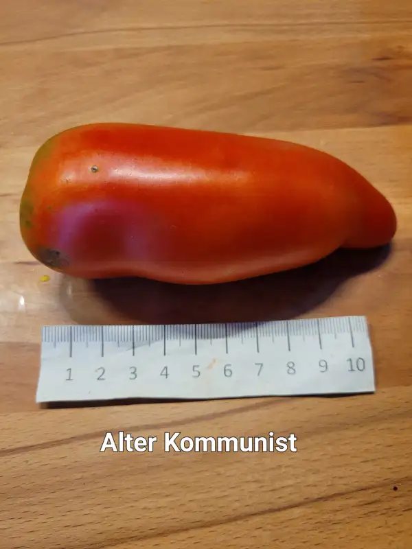 Tomaten: Alter Kommunist