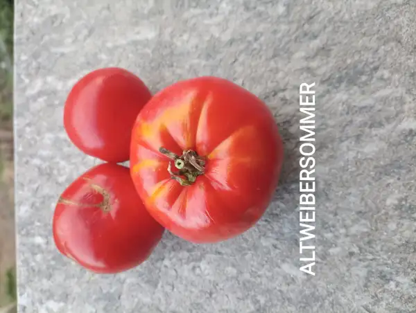 Tomaten: Altweibersommer