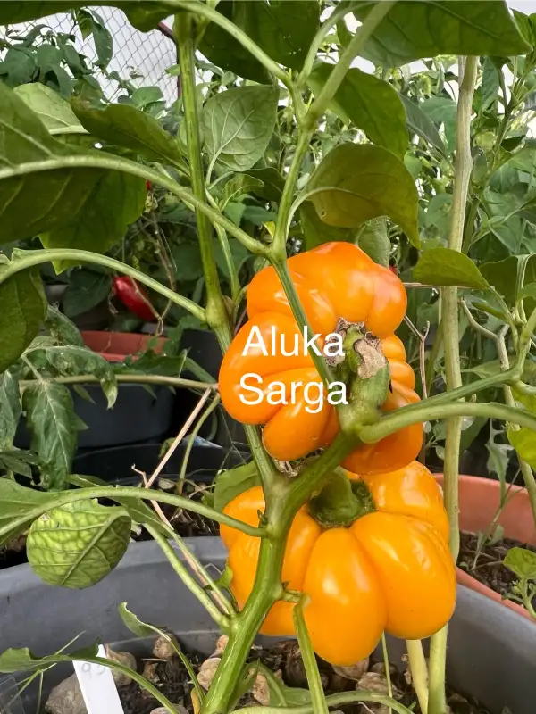 Chili / Paprika: Aluka Sarga