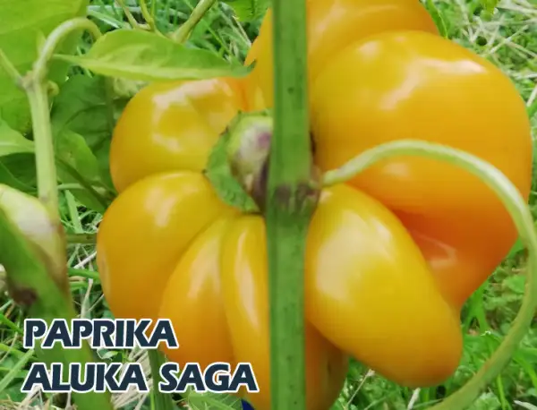 Paprika: Aluka Sarga