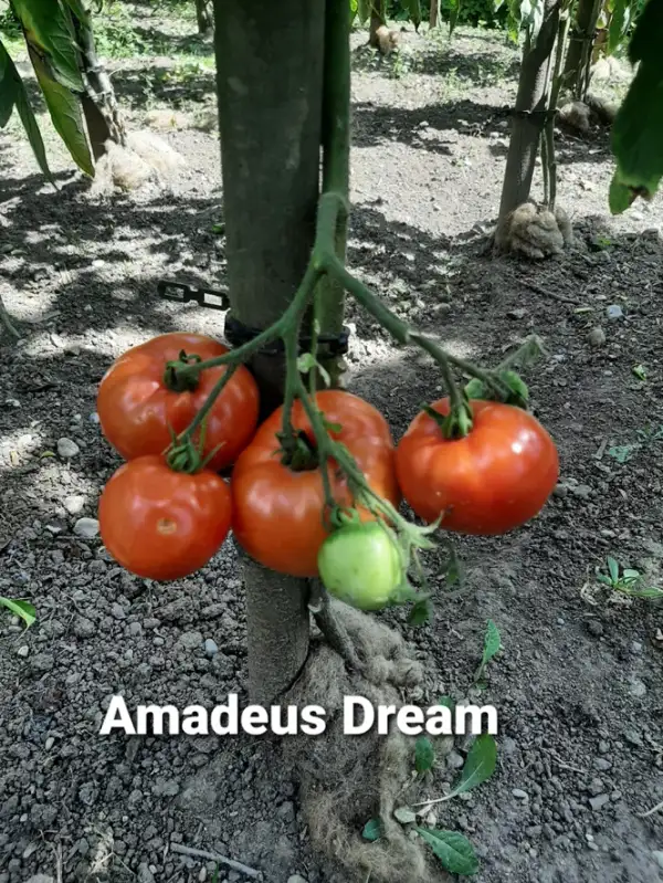 Tomaten: Amadeus Dream