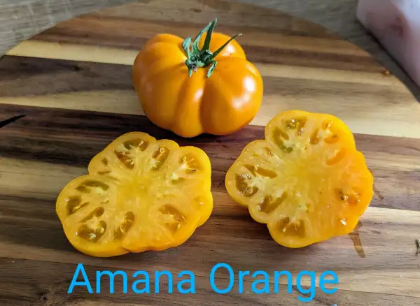 Tomaten: Amana Orange