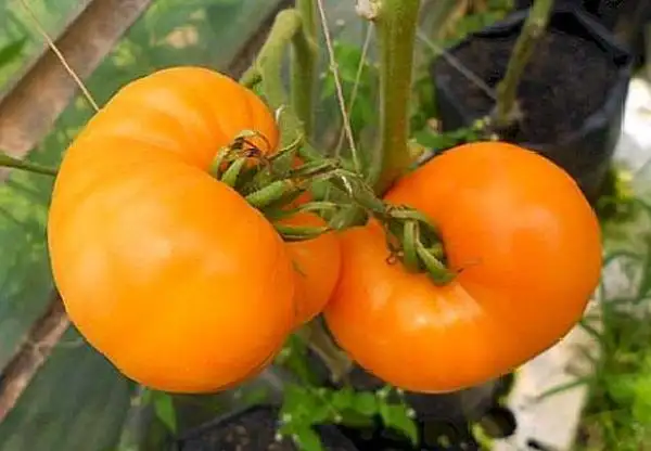 Tomaten: Amana Orange
