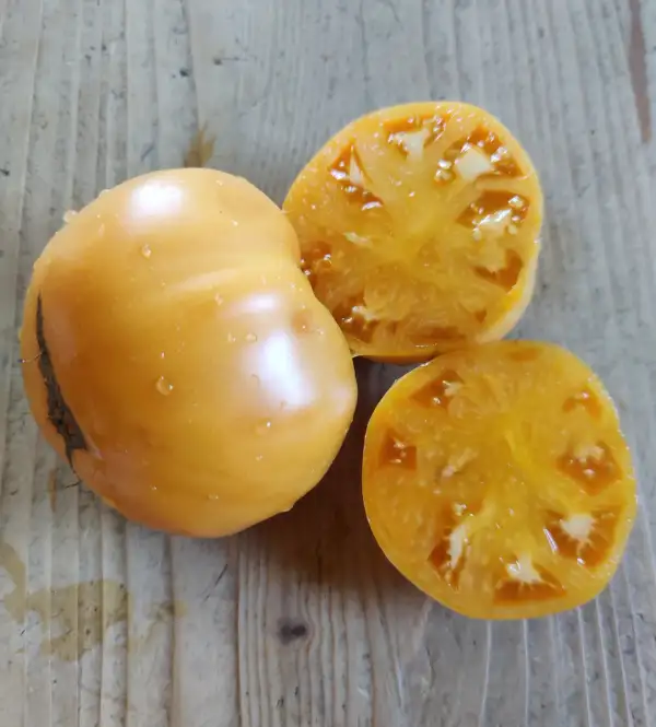 Tomaten: Amana Orange