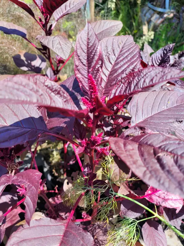 Kräuter: Amaranth