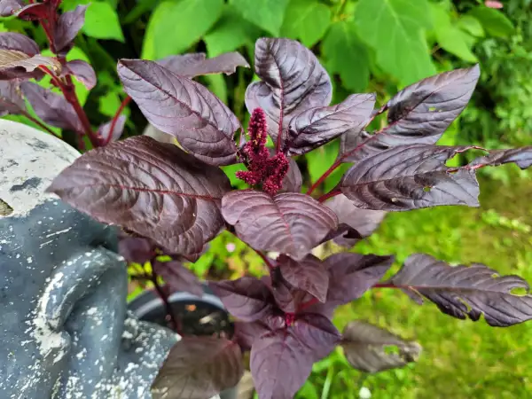 andere Gemüse: Amaranth