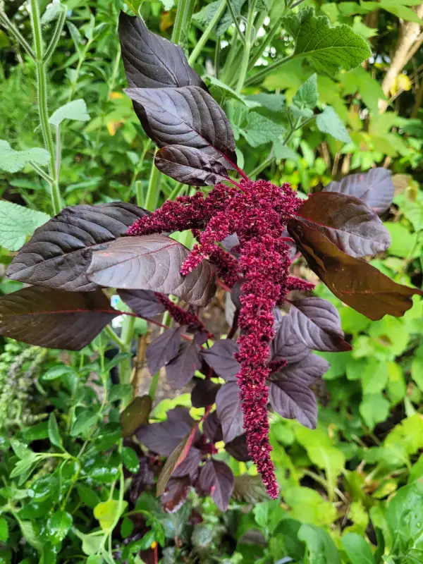 andere Gemüse: Amaranth