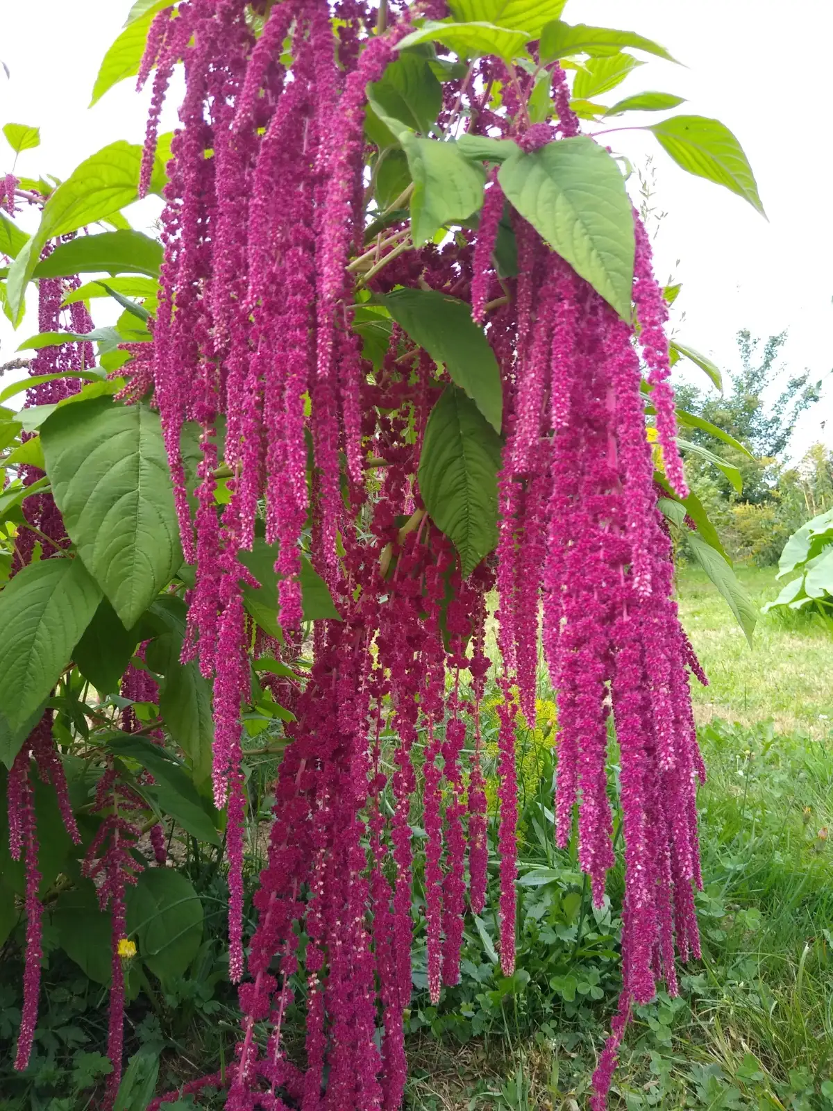 Blumen: Amaranth