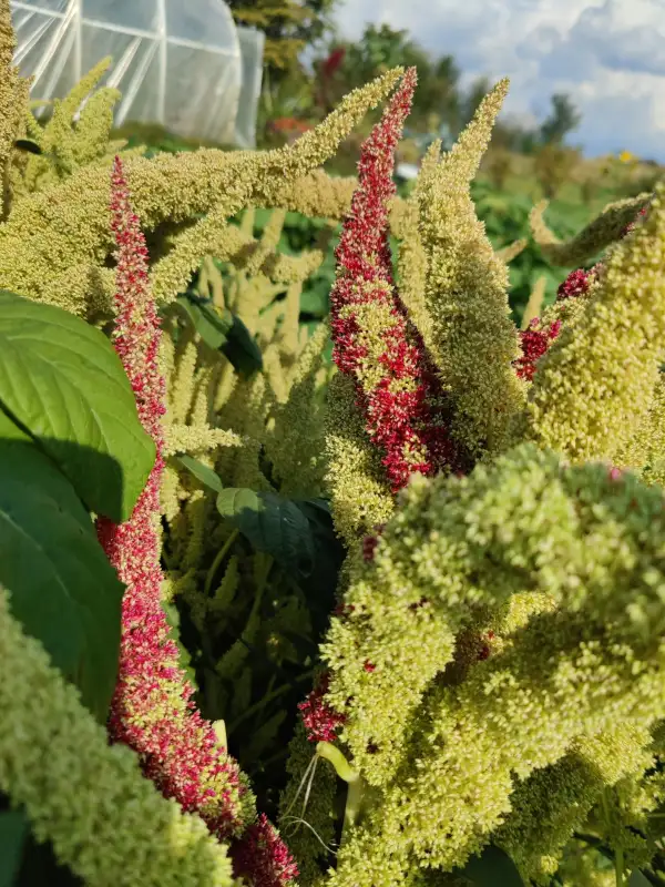 andere Gemüse: Amaranth